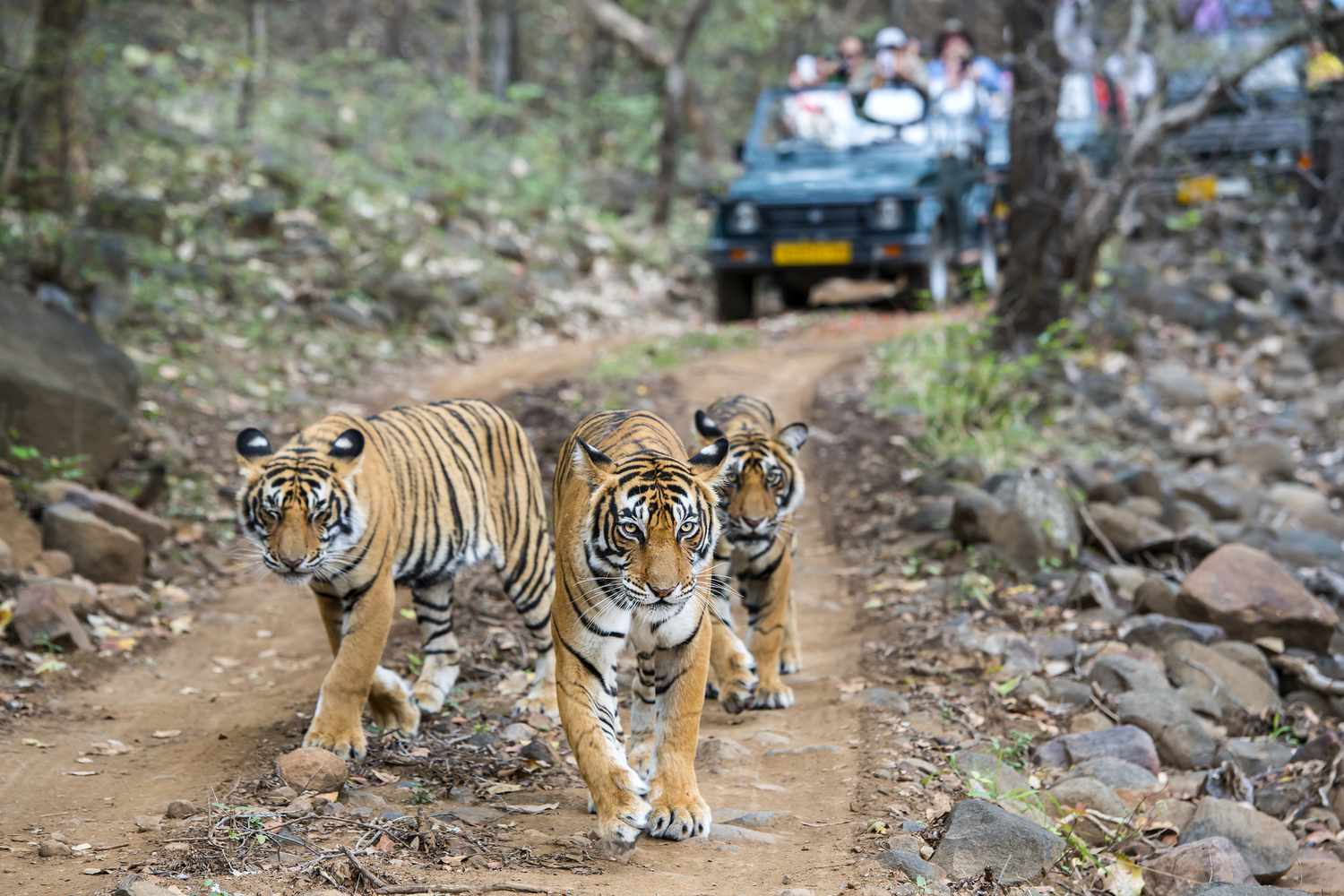 Jaipur to Ranthambore Sightseeing 1 Day