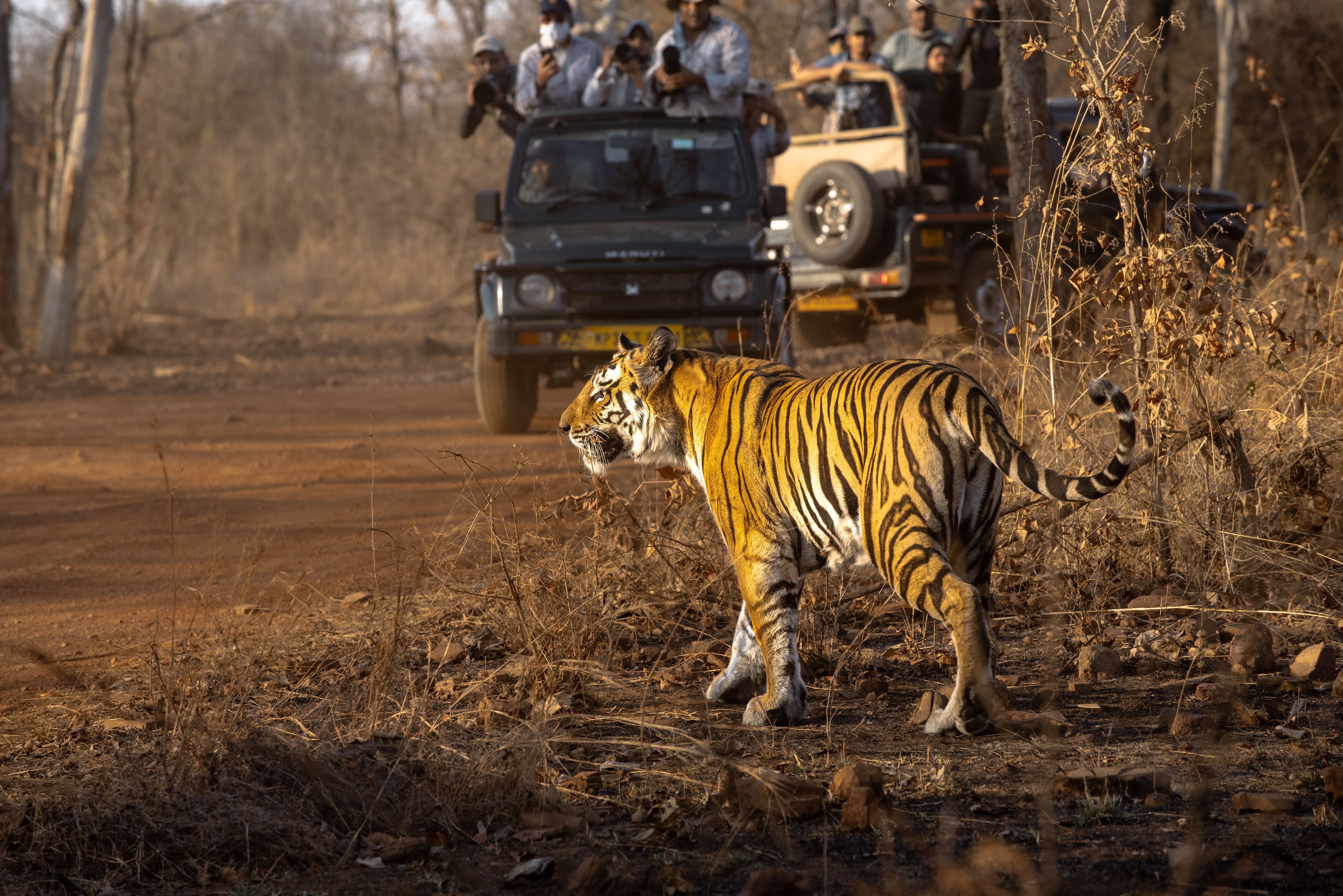 Best Wildlife Safari Tours in India