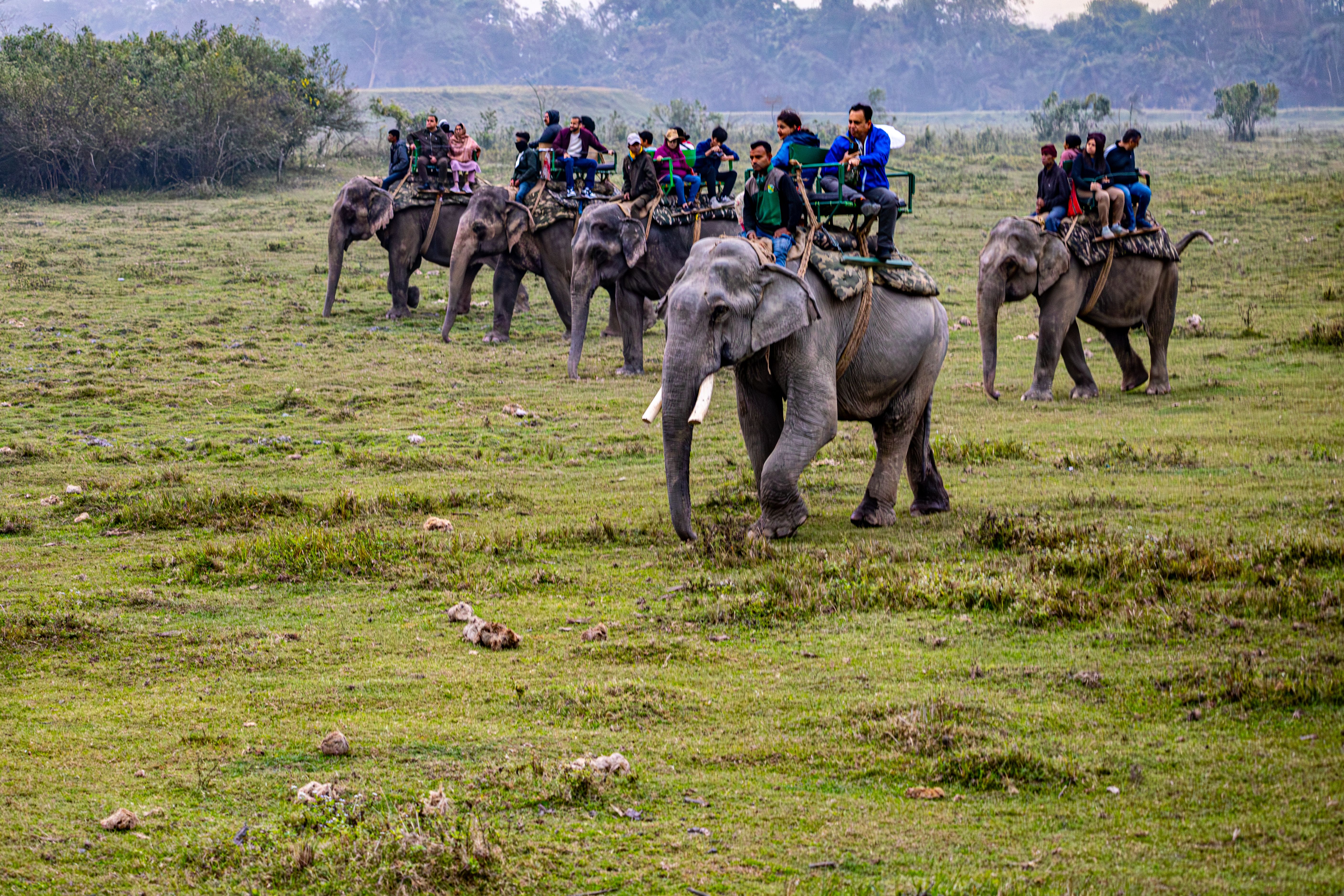 Best Wildlife Safari Tours in India